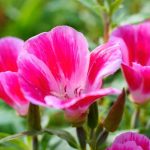 How to sow clarkia?