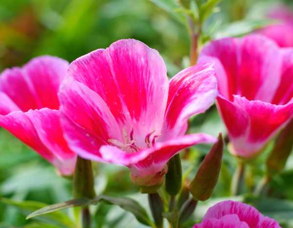 How to sow clarkia?