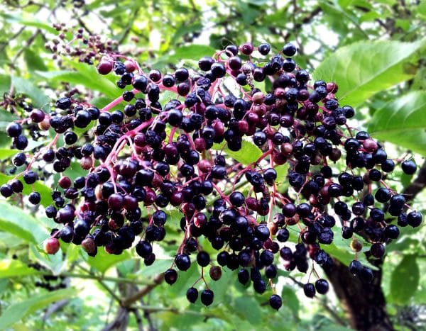 How to make granita with elderberry berries?