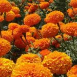 Companion plants in the vegetable garden