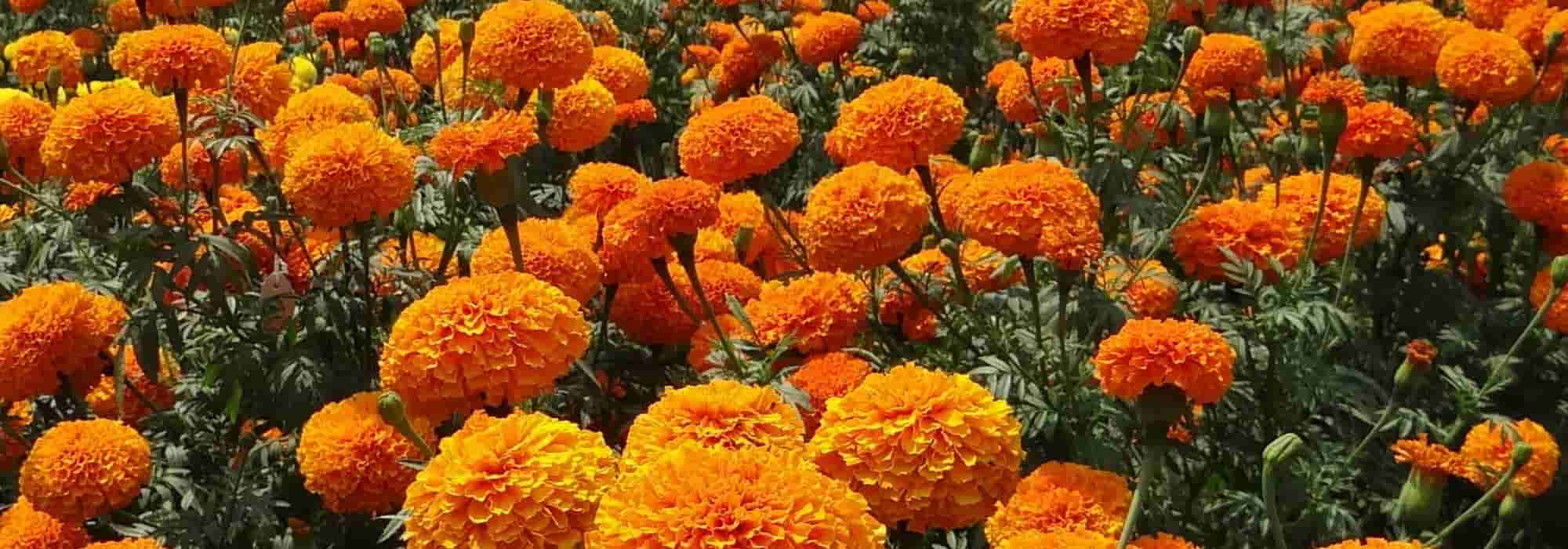 Companion plants in the vegetable garden