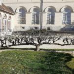 How to train an apple tree as a cordon?