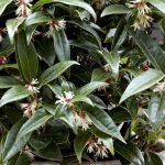 Growing a Sarcococca in a pot