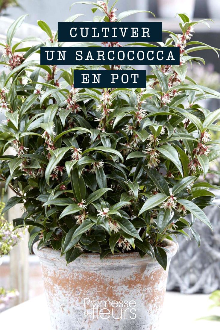 Sarcococca in a pot or container