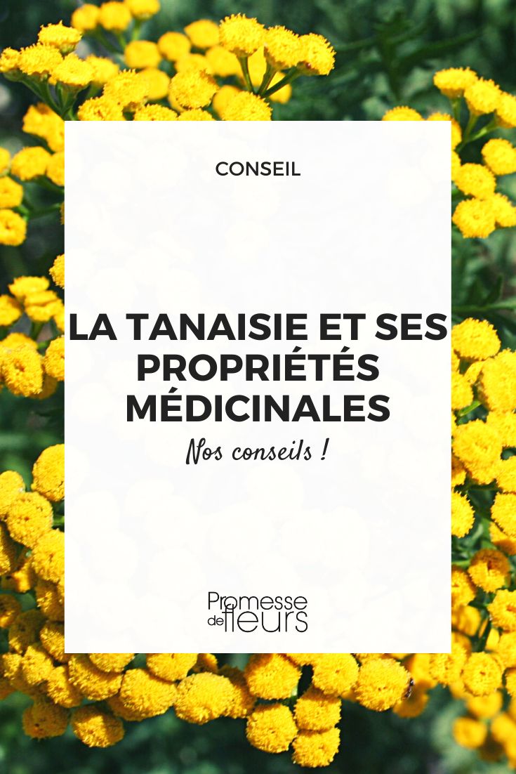 Tansy and its benefits