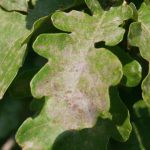 Diseases and pests of oaks