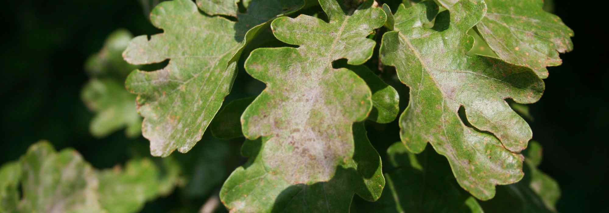 Diseases and pests of oaks