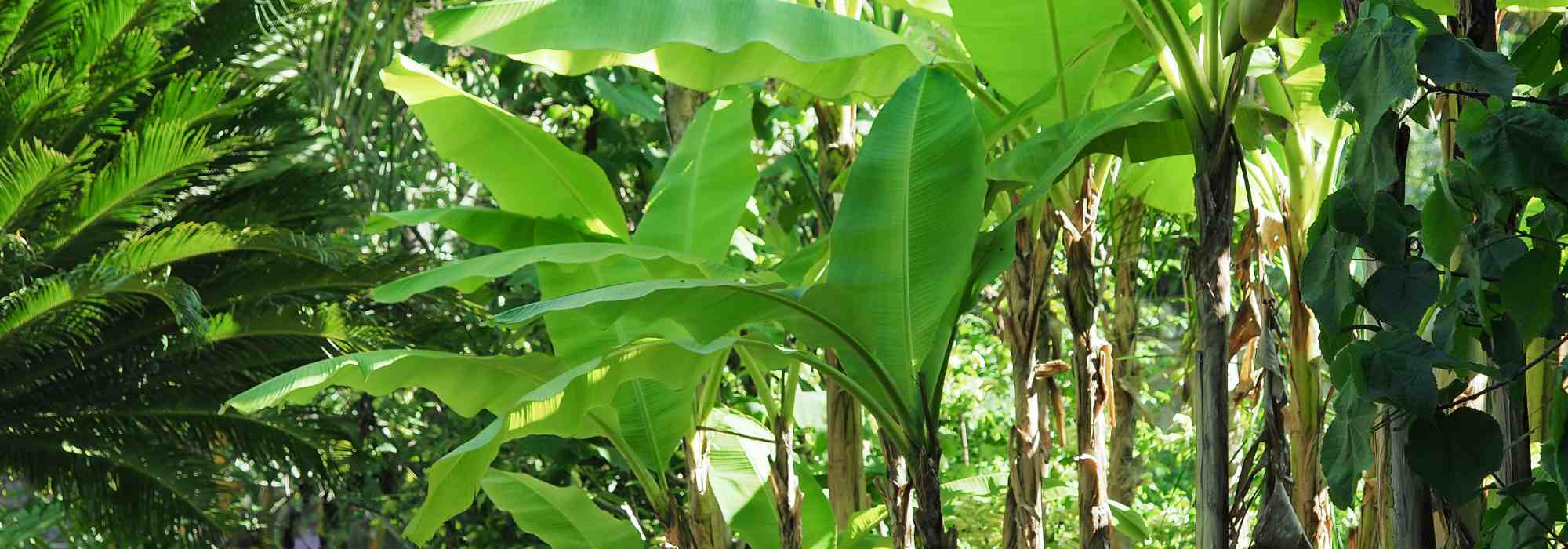 5 cold hardy banana trees