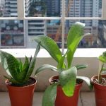 Indoor plants: how to repair summer damage?