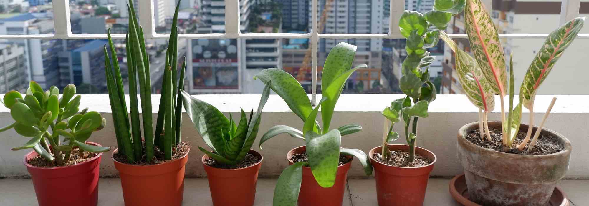 Indoor plants: how to repair summer damage?