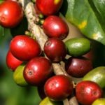 5 medicinal herbs against fatigue