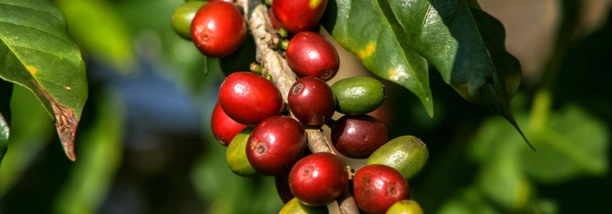 5 medicinal herbs against fatigue