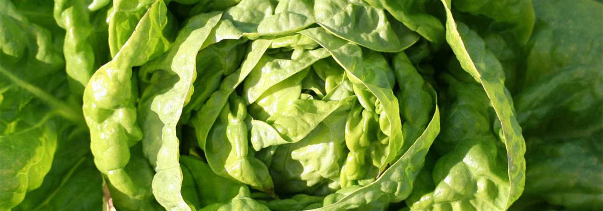 Being self-sufficient in salads all year round